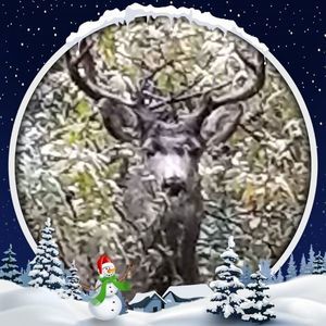 Meet your Posher, Lois